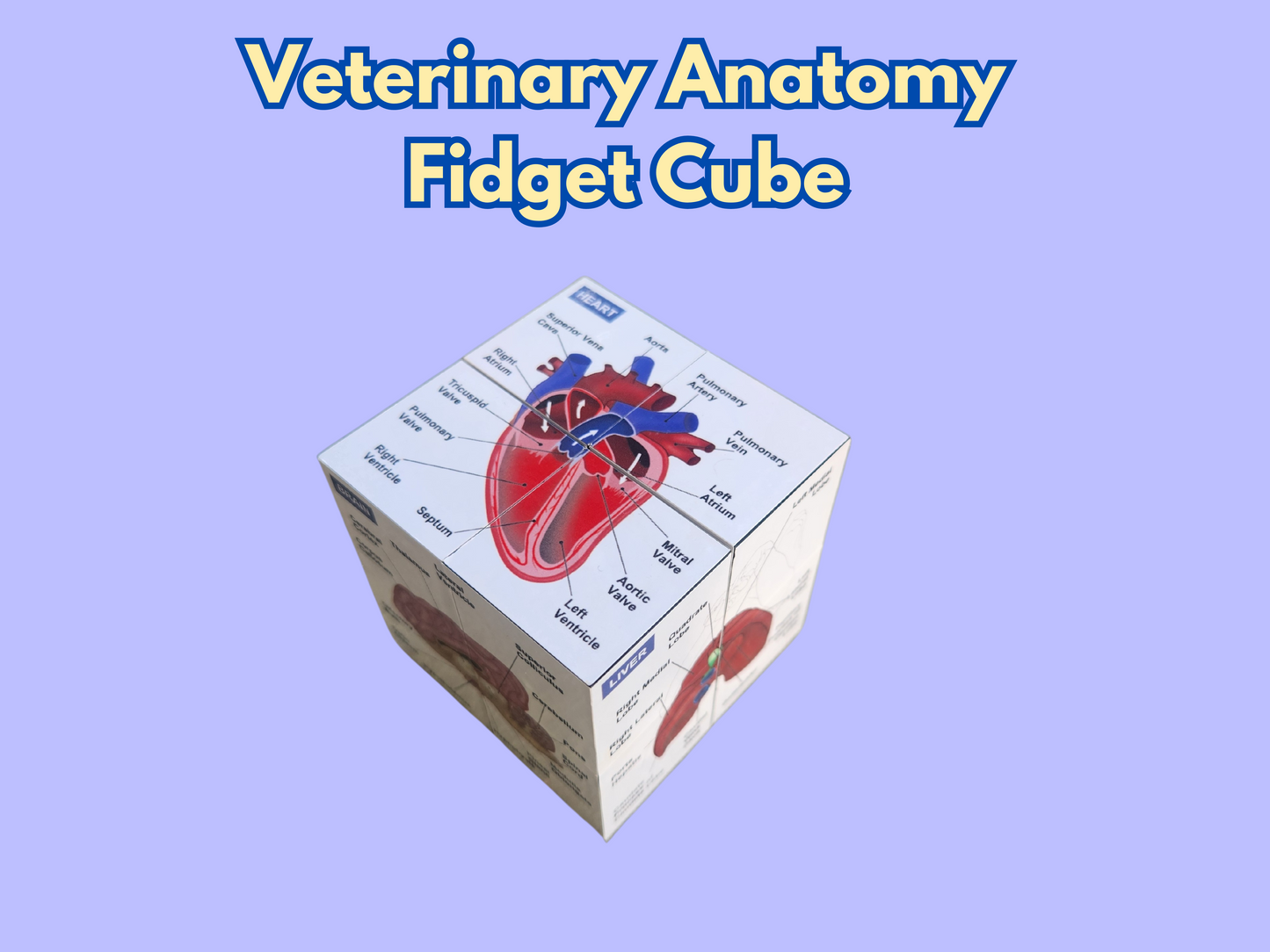 All 5 Ultimate Veterinary Bundle - 2 Books, Flashcards, Anatomy Cube and Anesthesia Clipboard