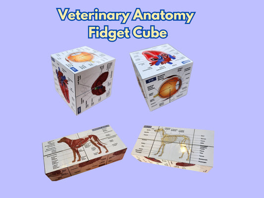 Vetmed Anatomy Study Cube canine anatomy VTNE study vet tech study anatomy cube vet study cube vet anatomy guide vet notes vetmed study- Over 170 Parts Labeled