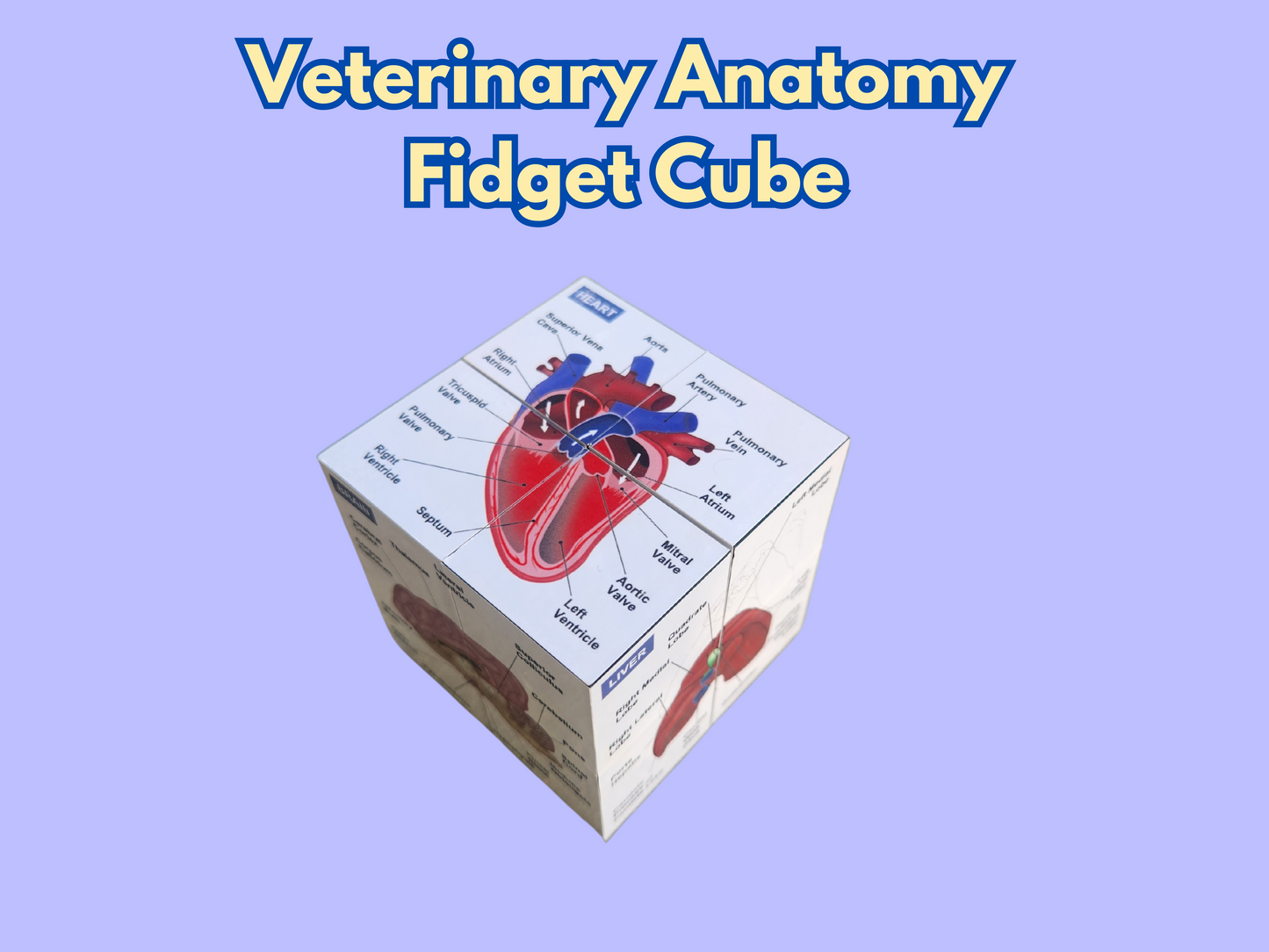 Veterinary Anatomy Fidget Cube