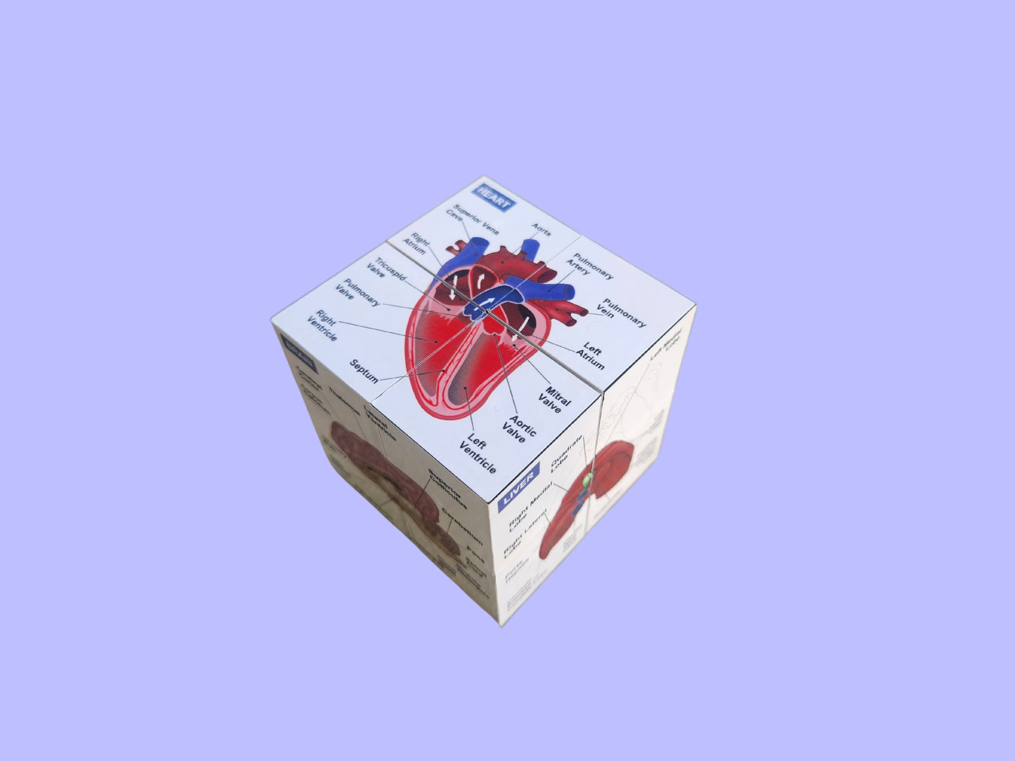 Veterinary Anatomy Fidget Cube