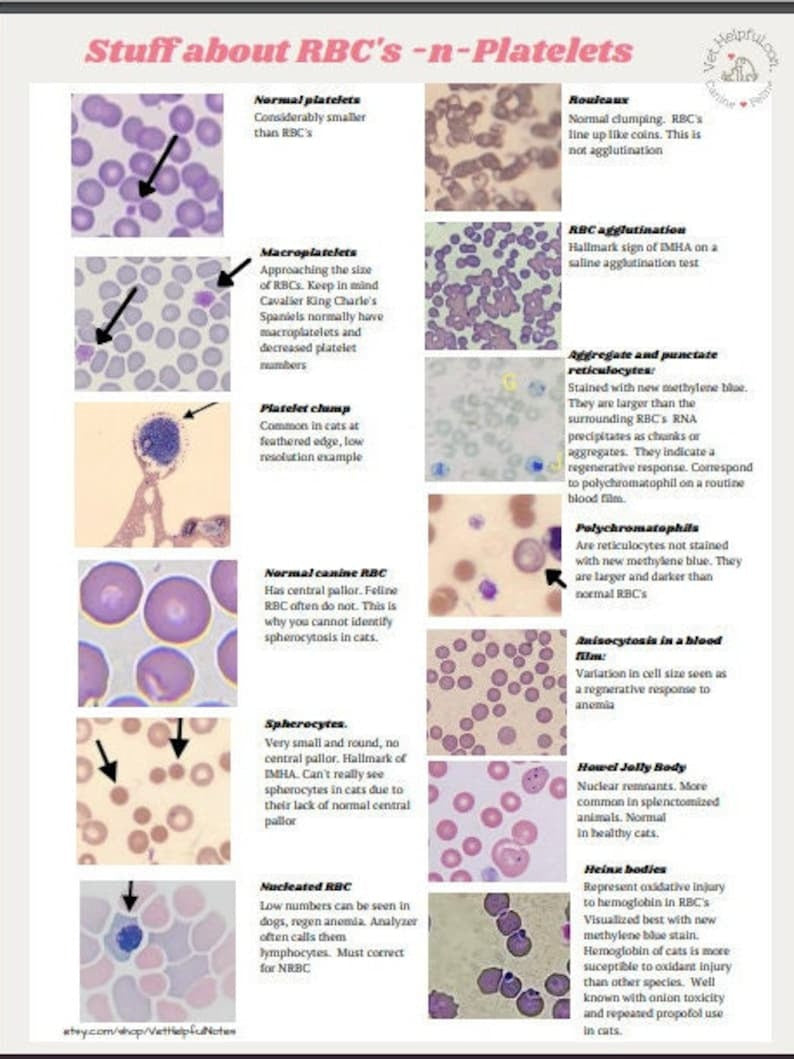 Hematology Veterinary Study Guide, Vet Tech, Vet Nurse, Vet Student Blood film interpretation Notes