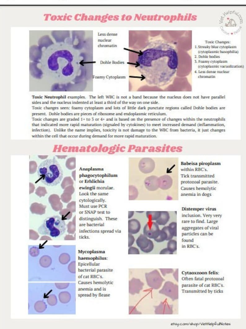 Hematology Veterinary Study Guide, Vet Tech, Vet Nurse, Vet Student Blood film interpretation Notes