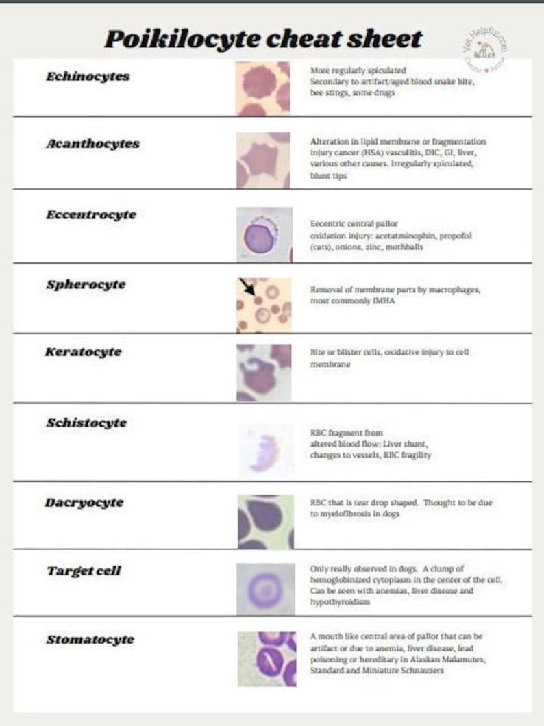 Hematology Veterinary Study Guide, Vet Tech, Vet Nurse, Vet Student Blood film interpretation Notes