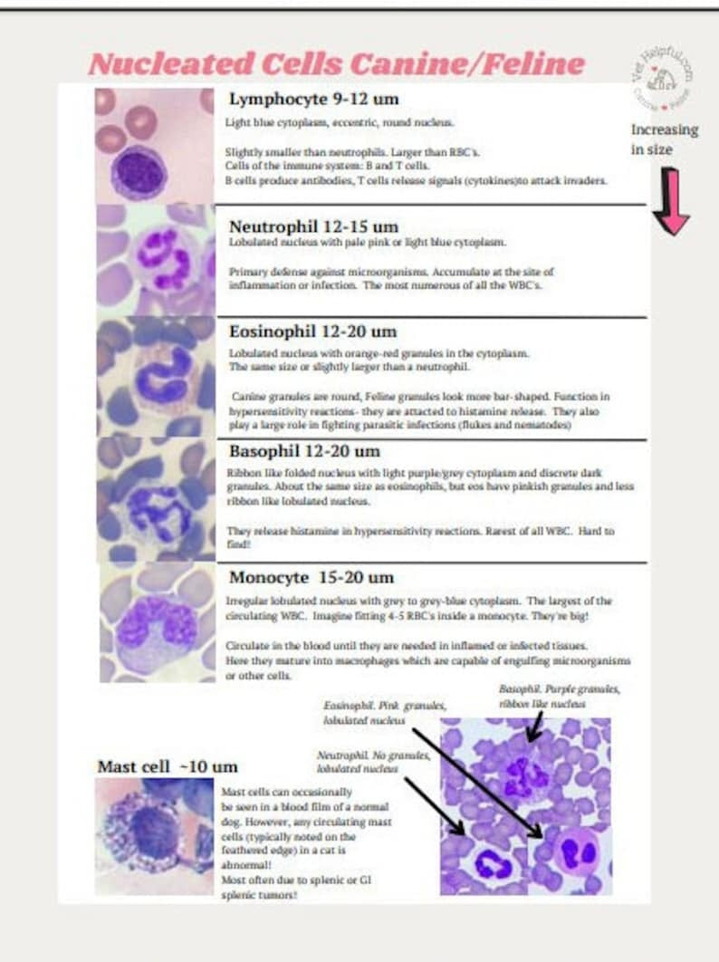 Hematology Veterinary Study Guide, Vet Tech, Vet Nurse, Vet Student Blood film interpretation Notes