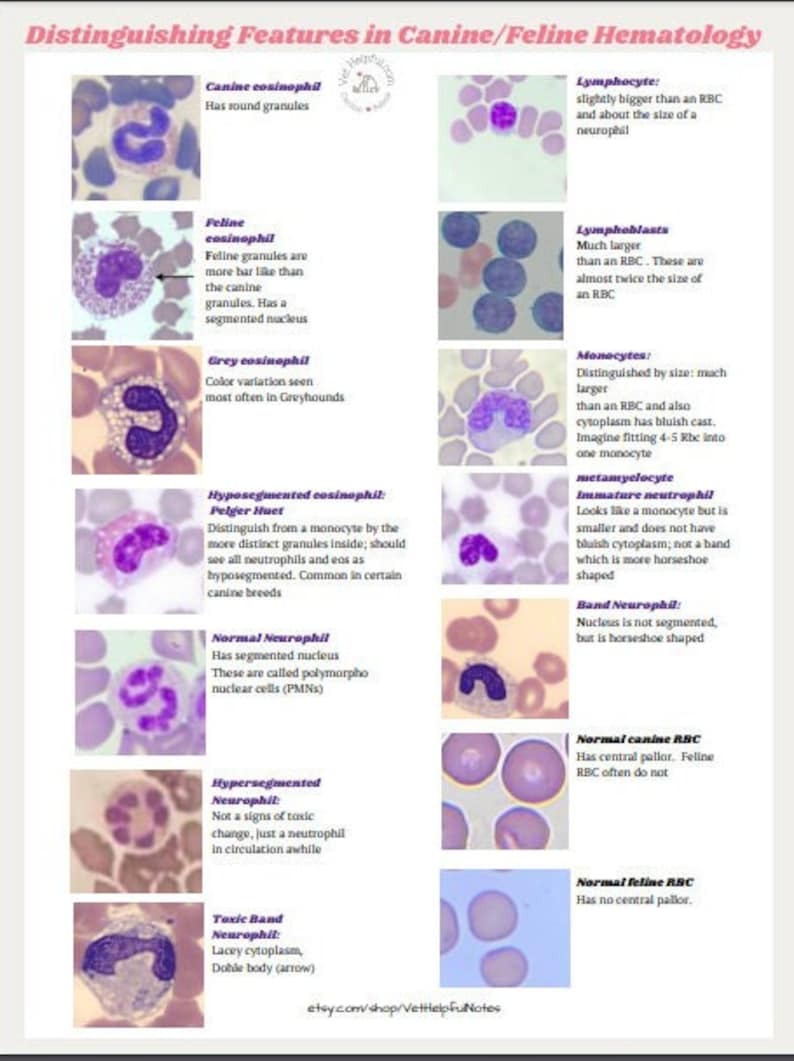 Hematology Veterinary Study Guide, Vet Tech, Vet Nurse, Vet Student Blood film interpretation Notes